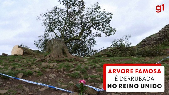 Sycamore Gap, uma árvore famosa do Reino Unido, é deliberadamente derrubada - Programa: G1 Mundo 