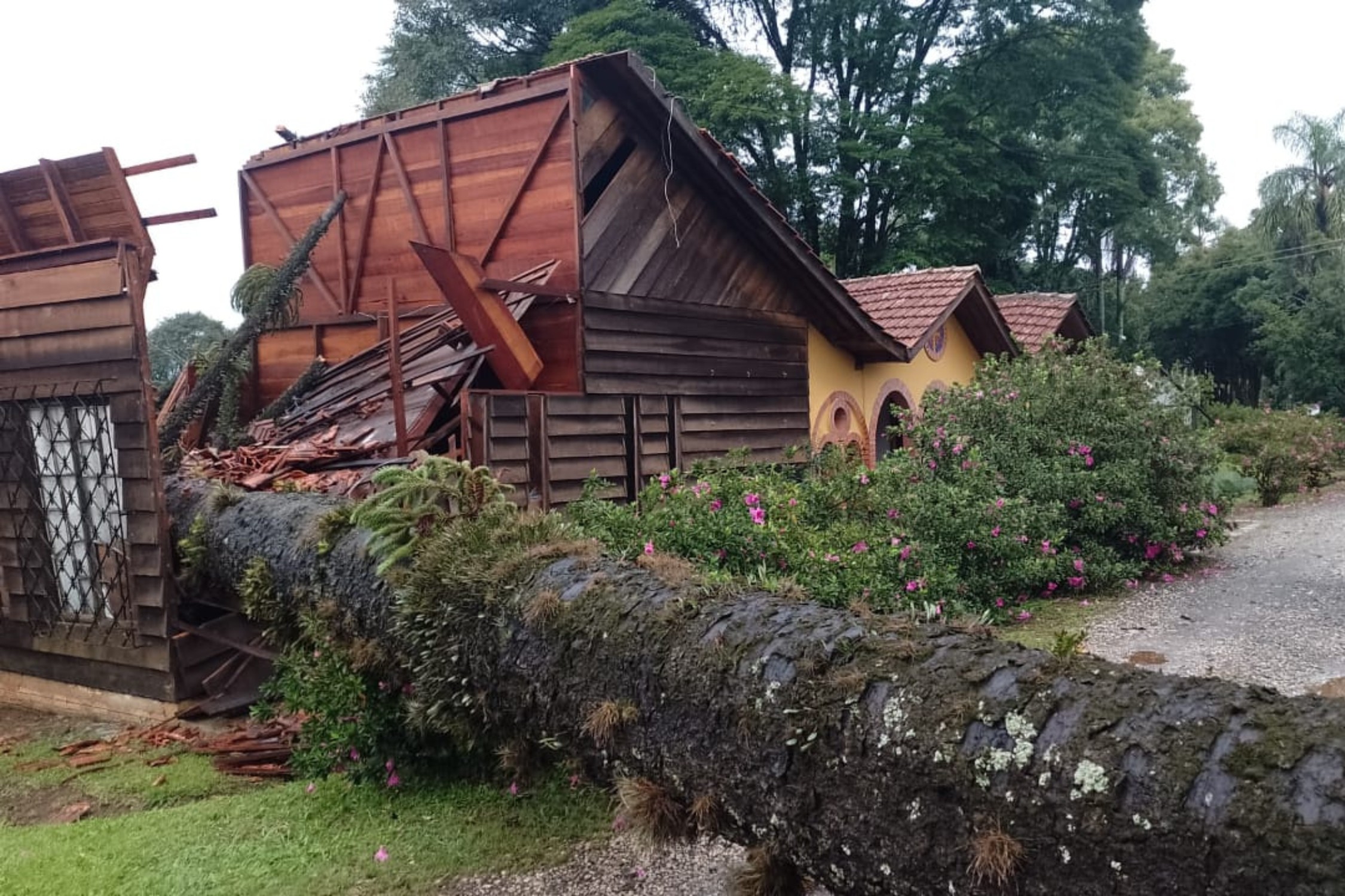 VÍDEO: araucária cai sobre loja e escritório de mosteiro durante temporal no Paraná