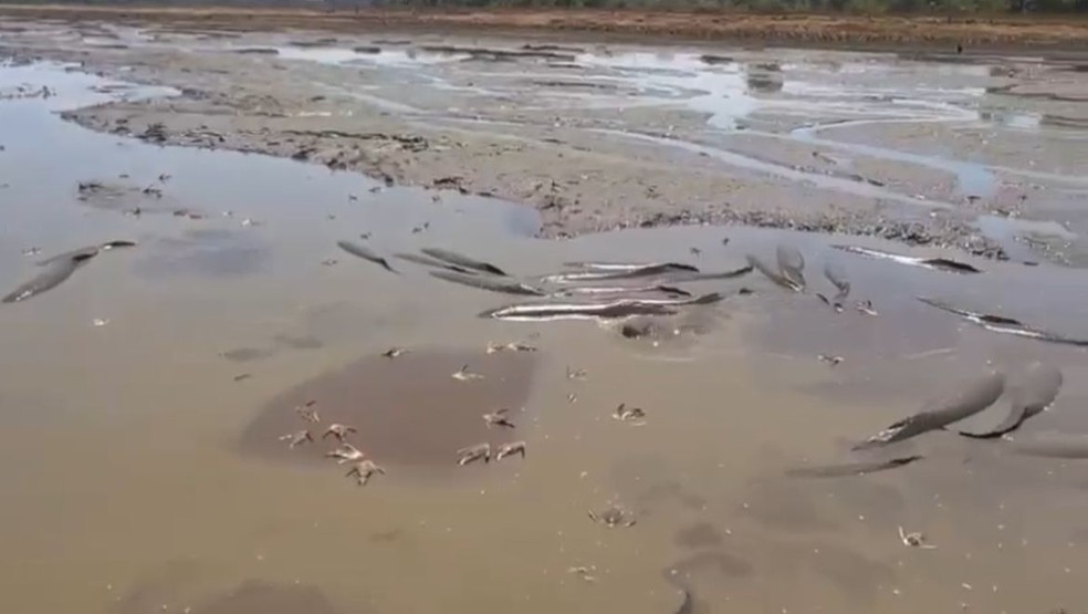 Lamaçal abrigava peixes que resistiam ao calor — Foto: Ana Paula Rehbein/TV Anhanguera