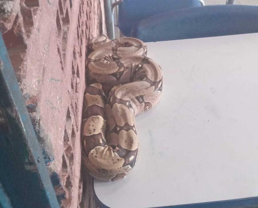 Cobra é encontrada em mesa dentro de sala de aula em escola no litoral do Piauí 