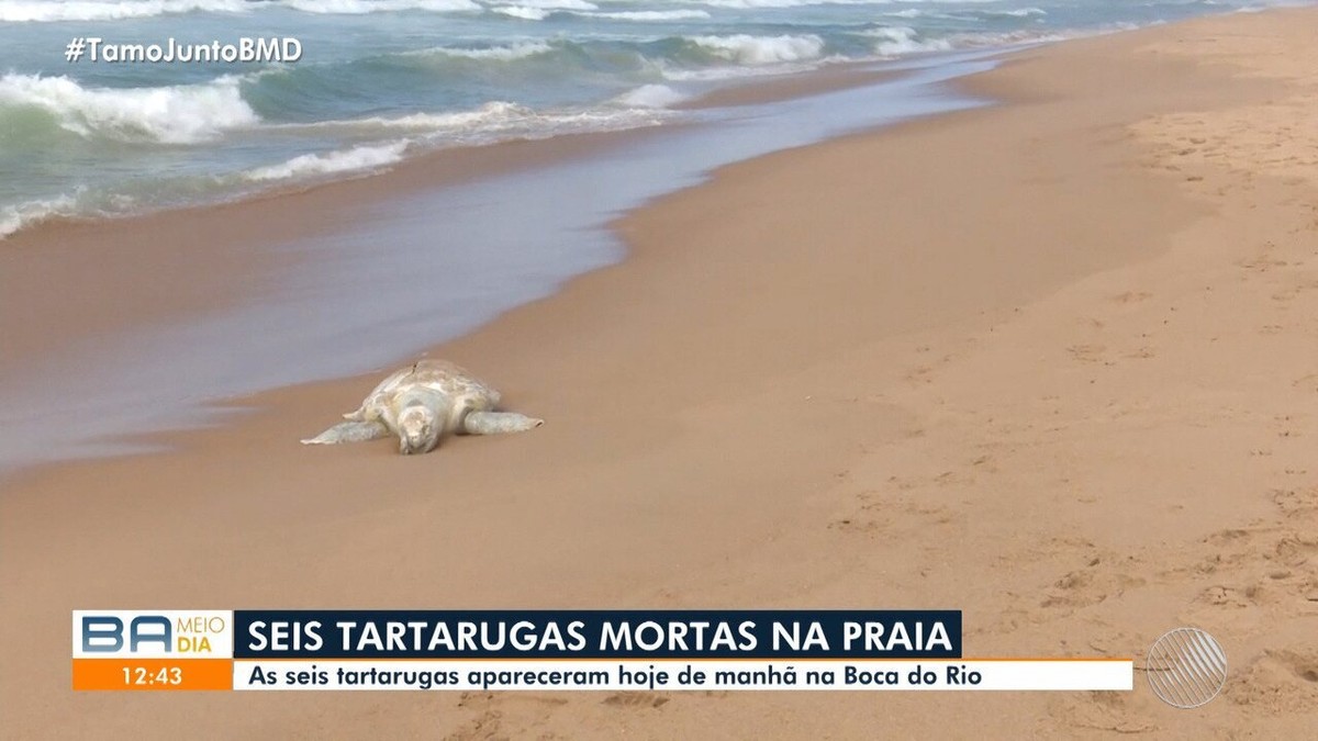 Dez Tartarugas São Encontradas Mortas Em Praias De Salvador VÍdeo Bahia G1