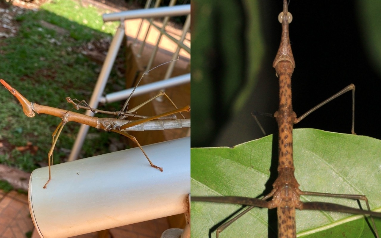 'Kamara' e 'Mãe da Mata': toadas do Boi Garantido inspiram nomes de novas espécies de gafanhoto descobertas por pesquisadora no Amazonas