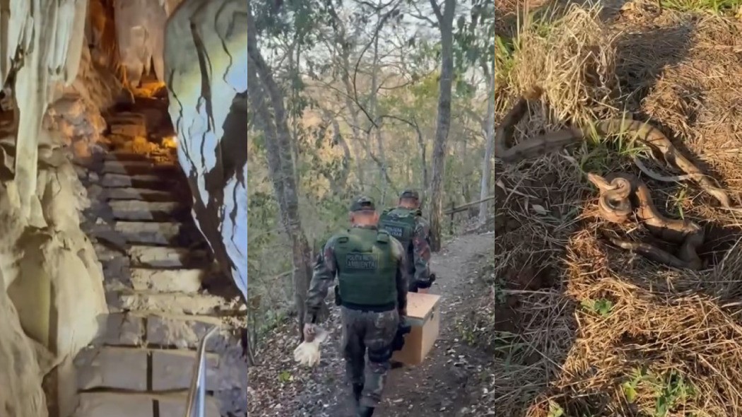 Cobras aparecem em gruta turística de Bonito e assustam visitantes; veja vídeo