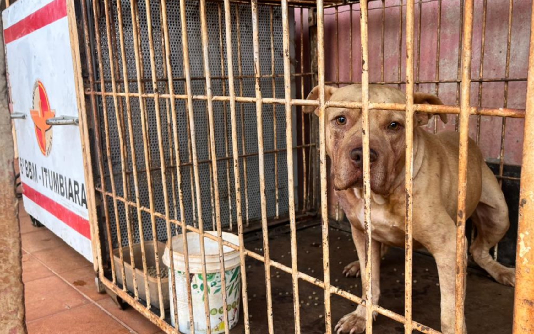 Criança morre após ser atacada por pit bull dentro de casa, em Goiás