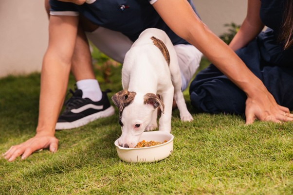 Os benefícios da Alimentação Natural para cachorros filhotes 