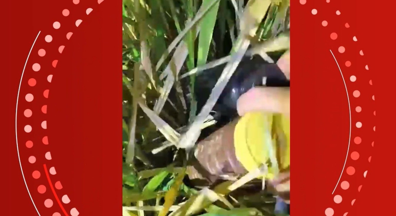 Vídeo mostra apreensão de cocaína em moita de capim, em Resplendor