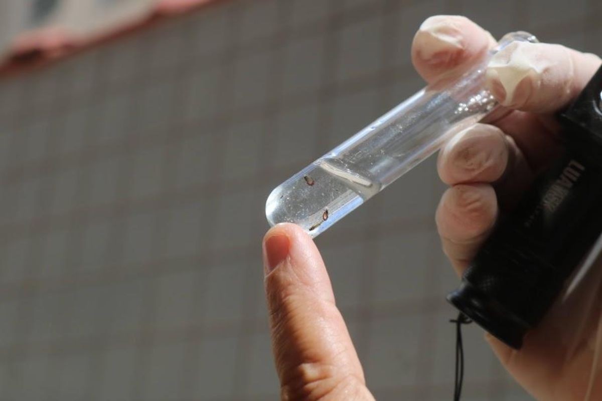 Santos, SP, inicia segunda avaliação de Densidade Larvária do ano para combater Aedes Aegypti; entenda