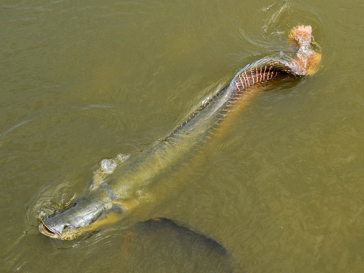 Entenda por que o pirarucu, peixe nativo da Amazônia, é um perigo para os  rios de SP, Rondônia Rural