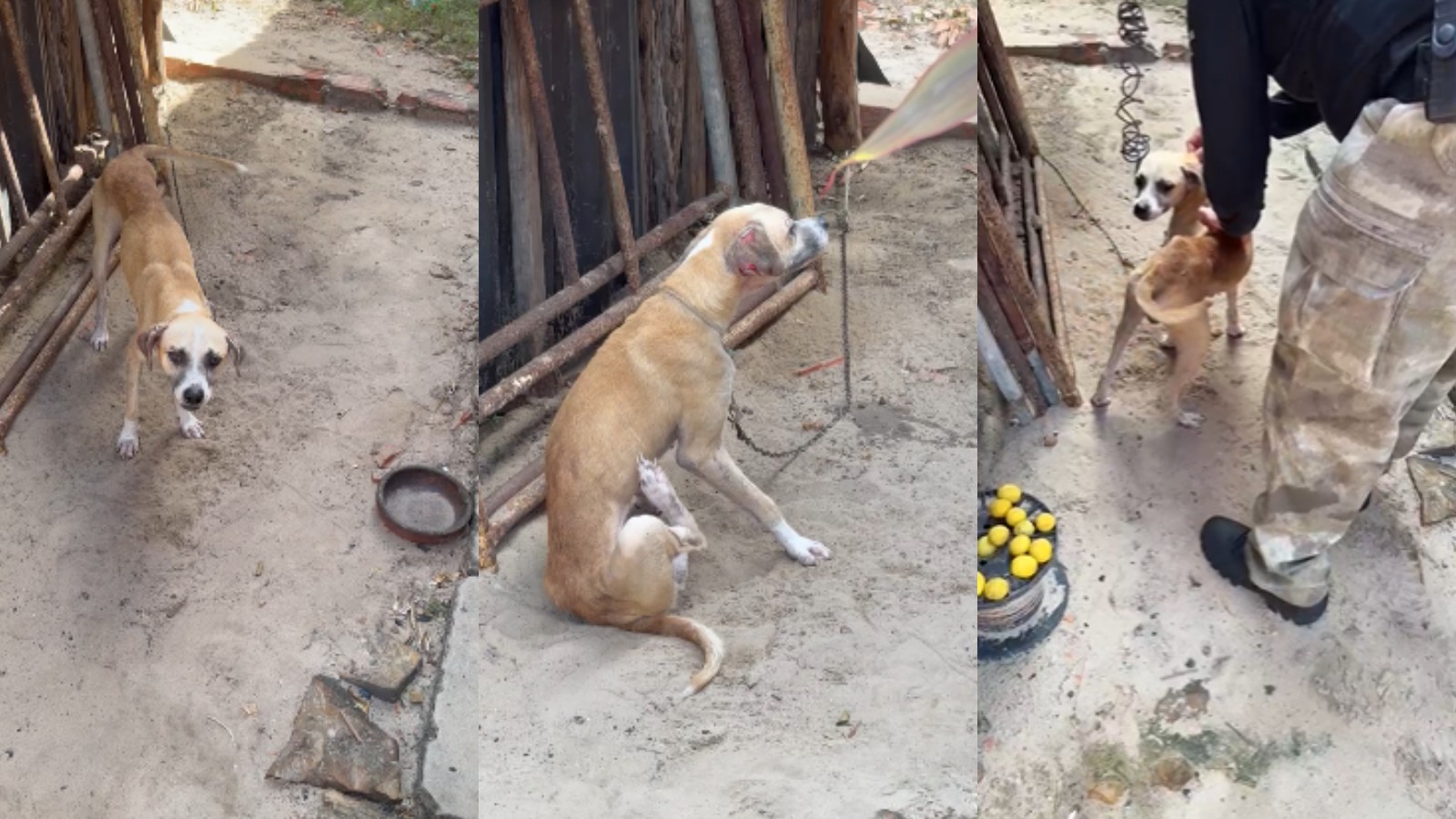 Homem é proibido de adotar animais após maus-tratos em Parnaíba