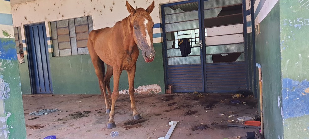 Cavalo doente foi encontrado em um prédio público desativado, em Rosana (SP) — Foto: Polícia Ambiental