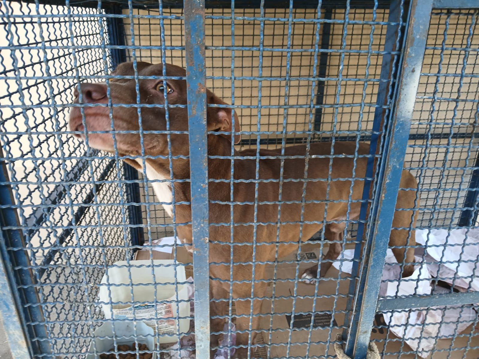 Pitbull invade escola e ataca seis crianças na Zona Oeste do Rio