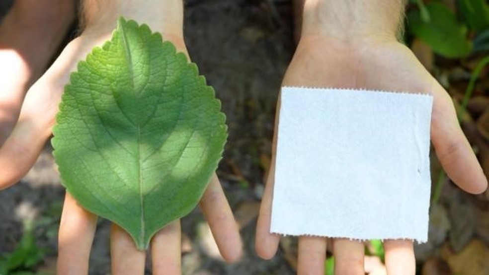 BBC - A planta usada como alternativa ao papel higiênico na África e nos EUA — Foto: BBC