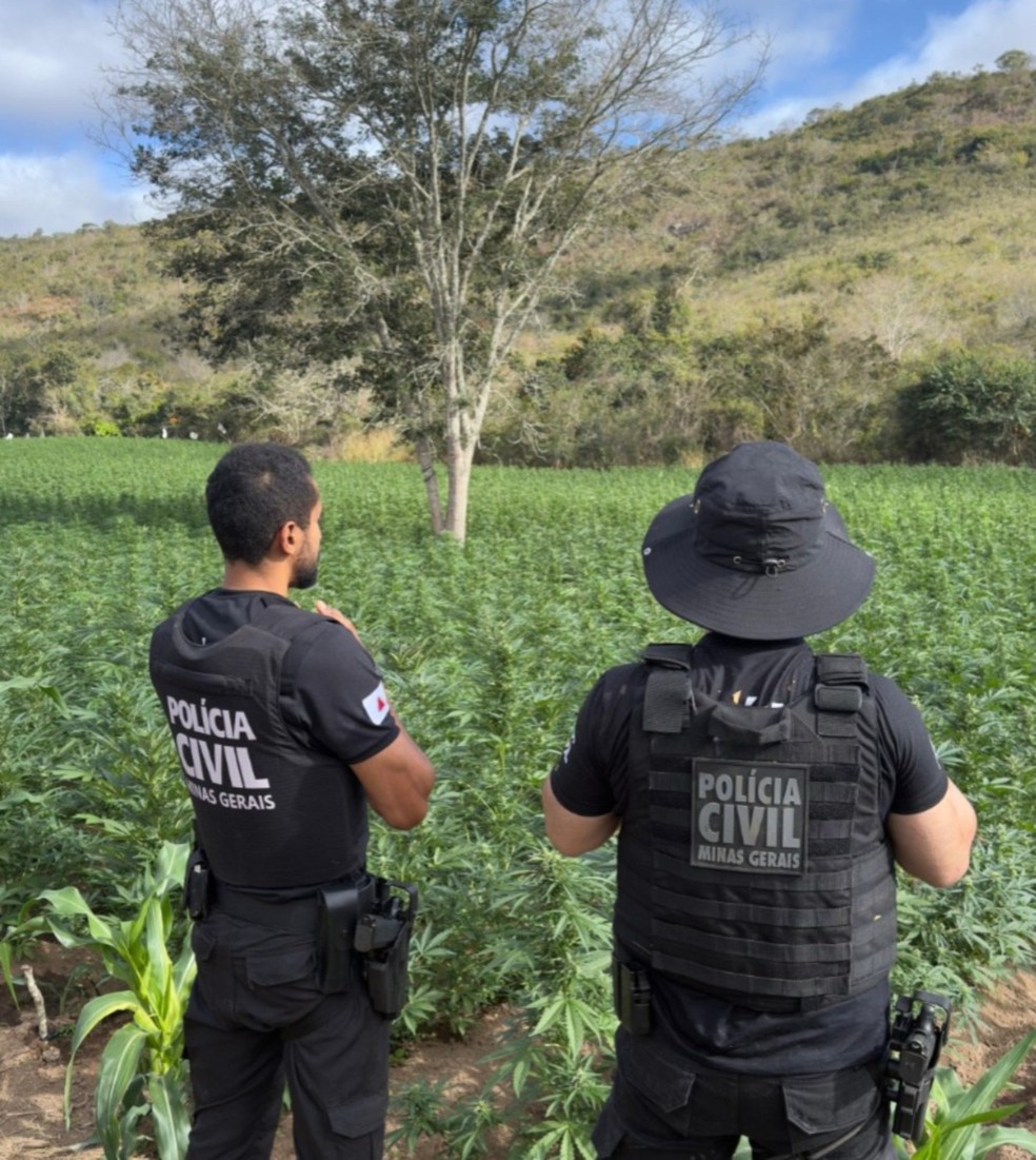 Plantação descoberta tem 40 mil pés de maconha, segundo a polícia — Foto: Polícia Civil