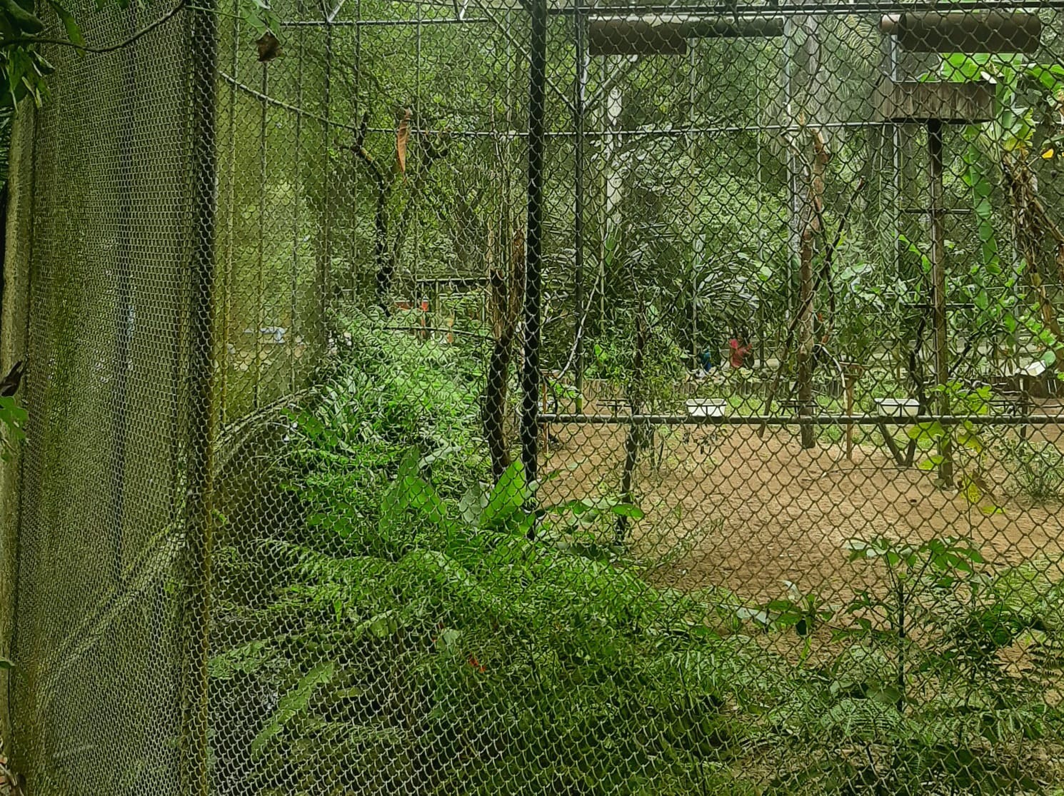 Aves são roubadas da Bica, zoológico de João Pessoa