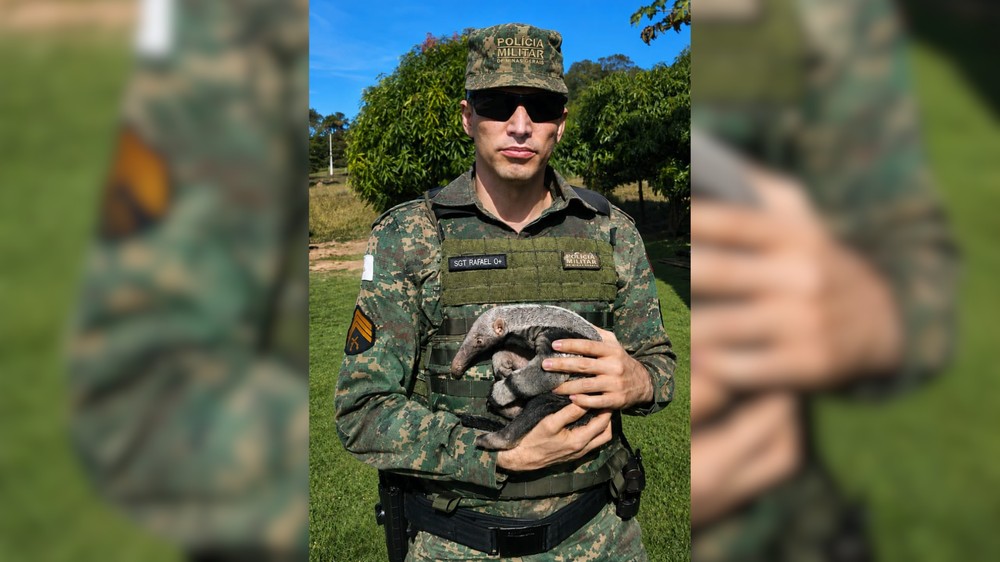 Filhote de tamanduá-bandeira é resgatado após esperar pela mãe por três dias em fazenda de Uberlândia