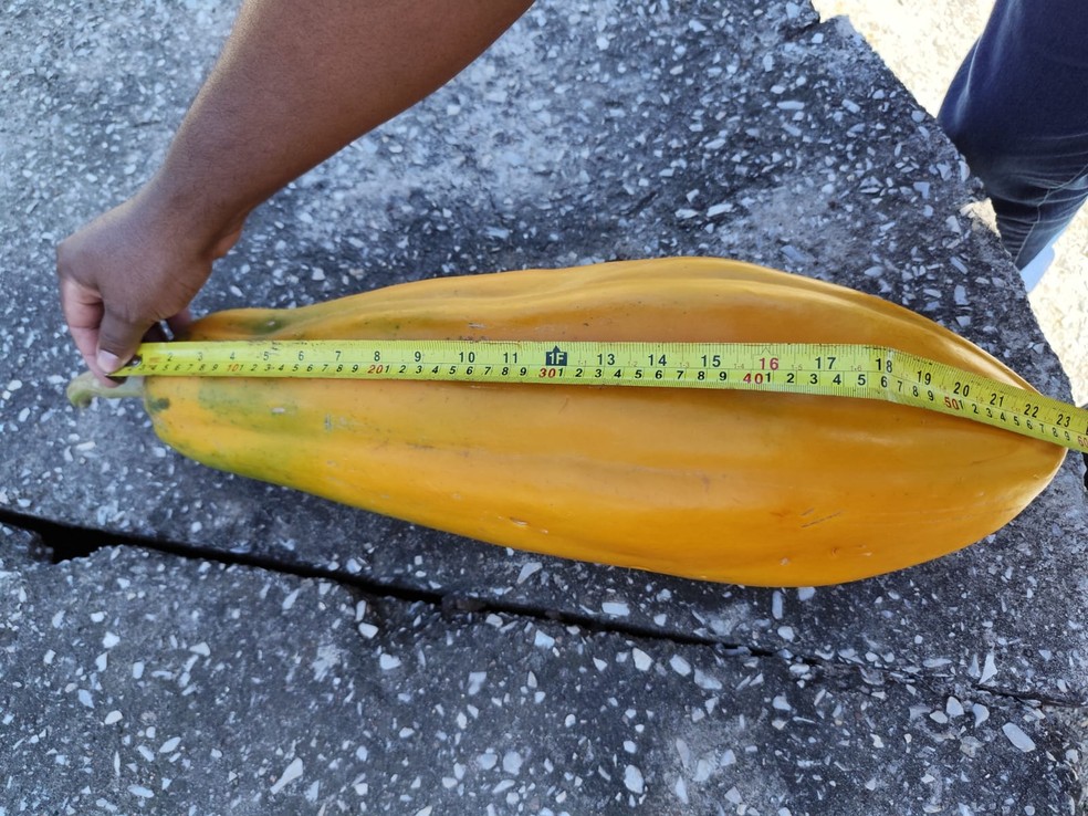 Mamão que nasceu em propriedade de Formoso tem quase 60 cm — Foto: Laeson Dias/Arquivo pessoal