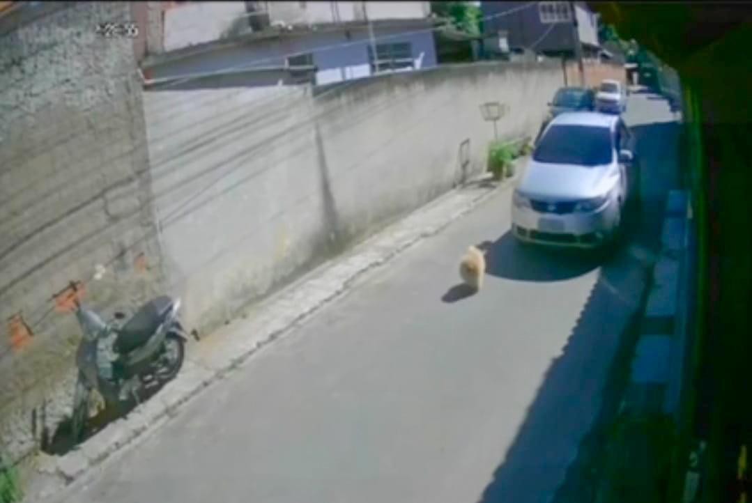 Motorista atropela cão e foge sem prestar socorro em Barra Mansa