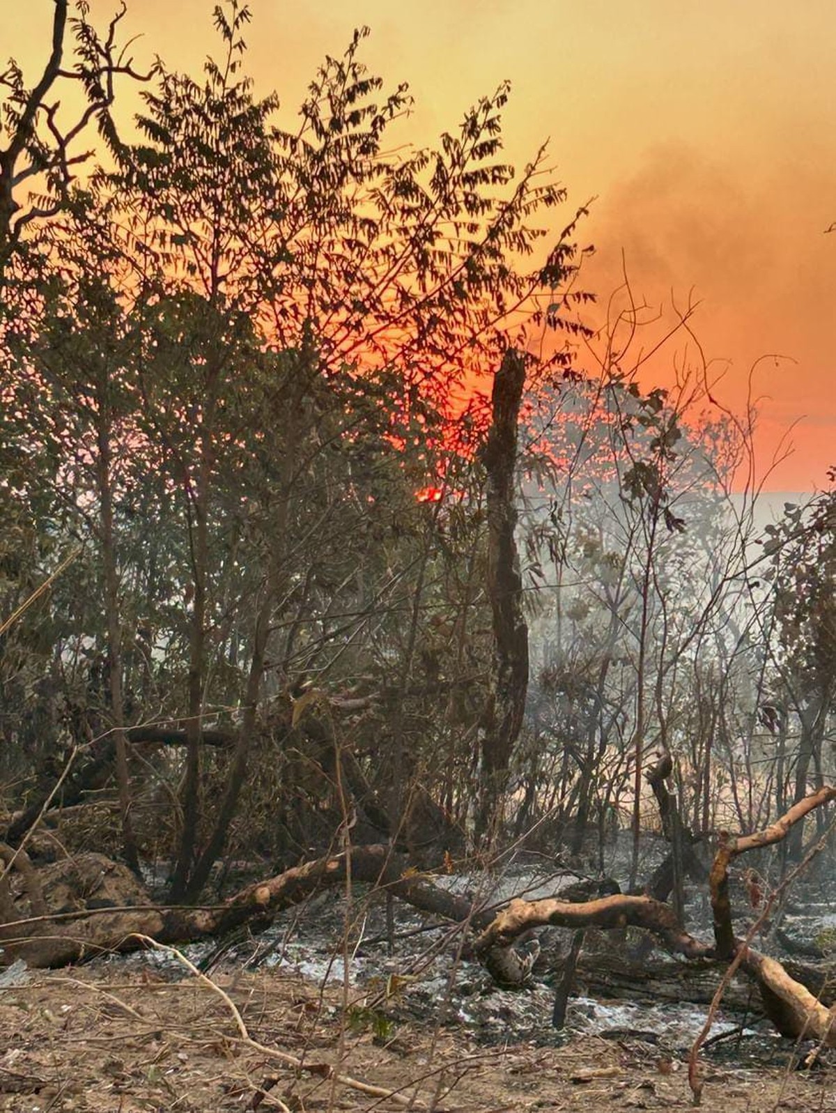 
Tempo seco e baixa umidade pioram os incêndios no Pantanal de MS 