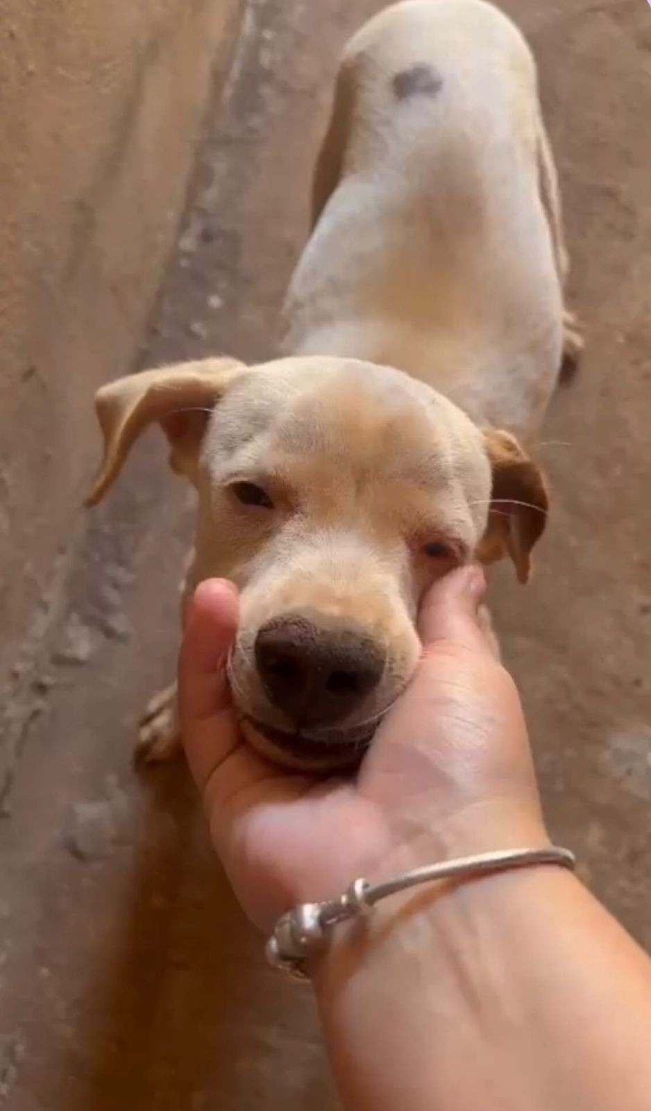 VÍDEO: Motorista atropela e mata cachorro de propósito no interior de MG