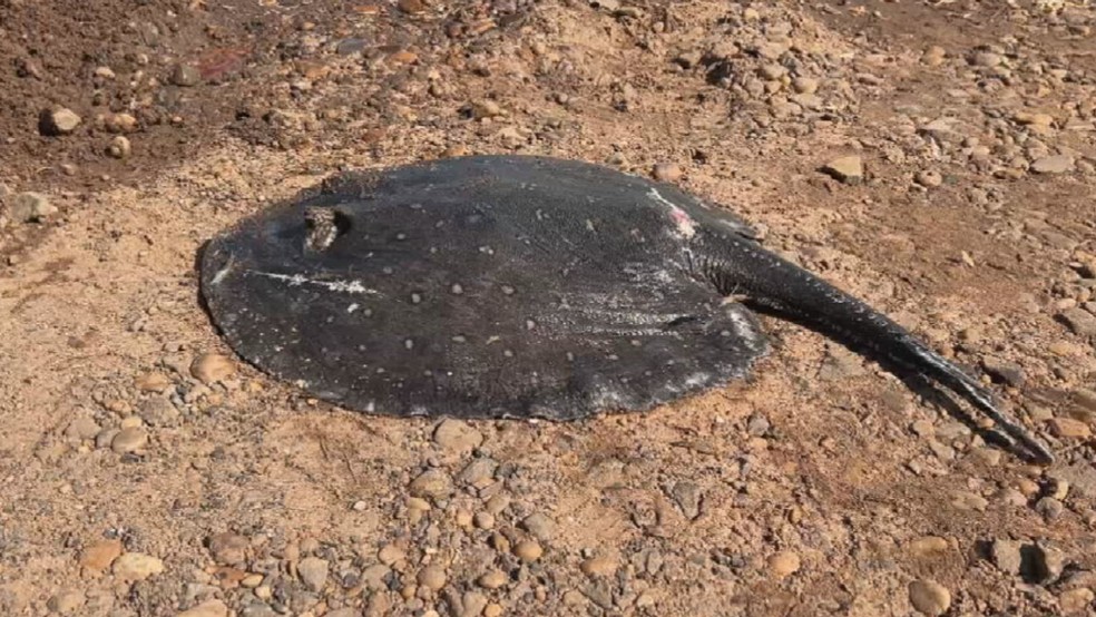 Arraias apareceram mortas às margens do Rio Tietê em Buritama (SP) — Foto: Reprodução/TV TEM