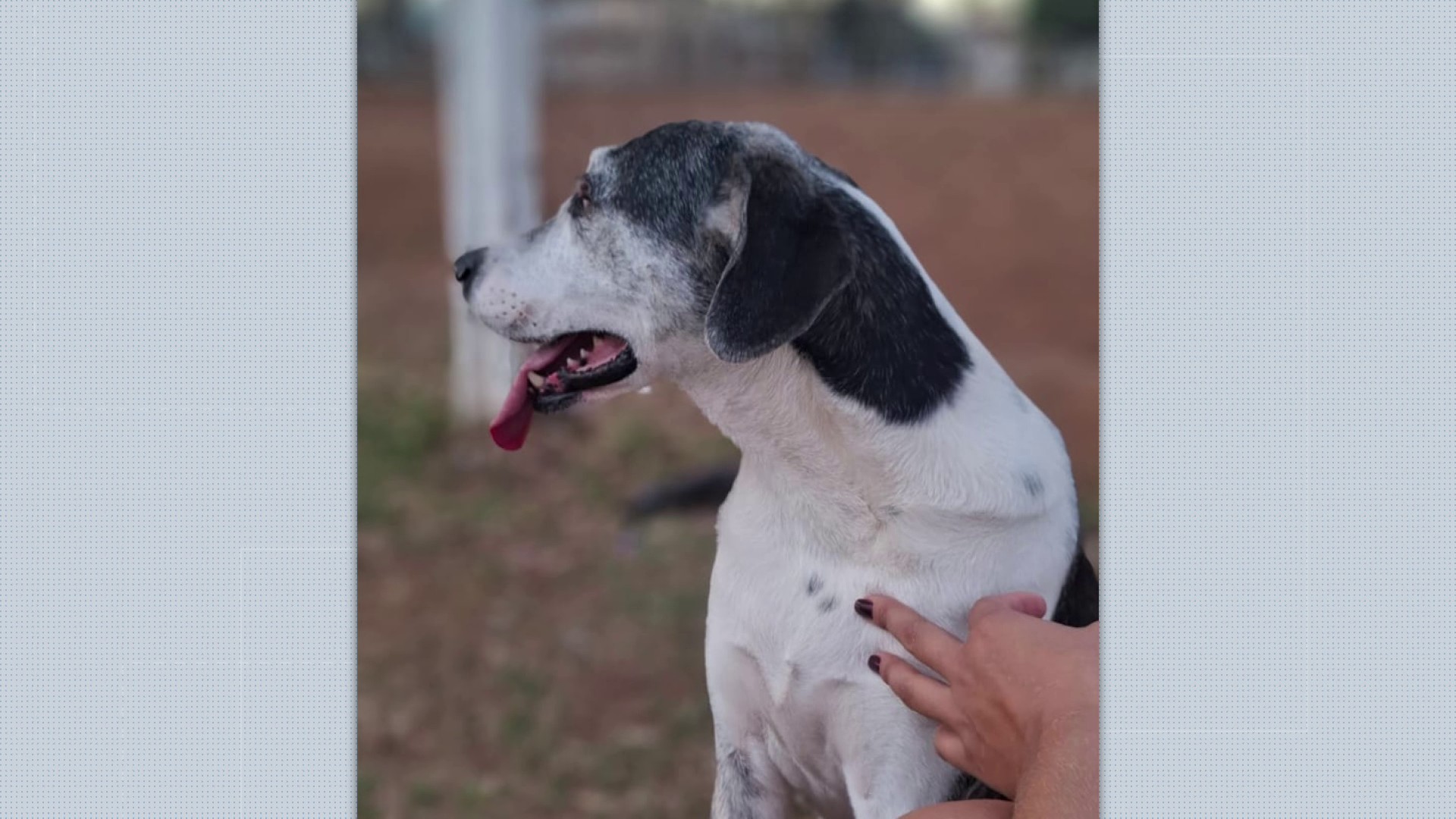 Veterinária diz ter achado 'chumbinho' em vômito de cachorra que morreu em Franca