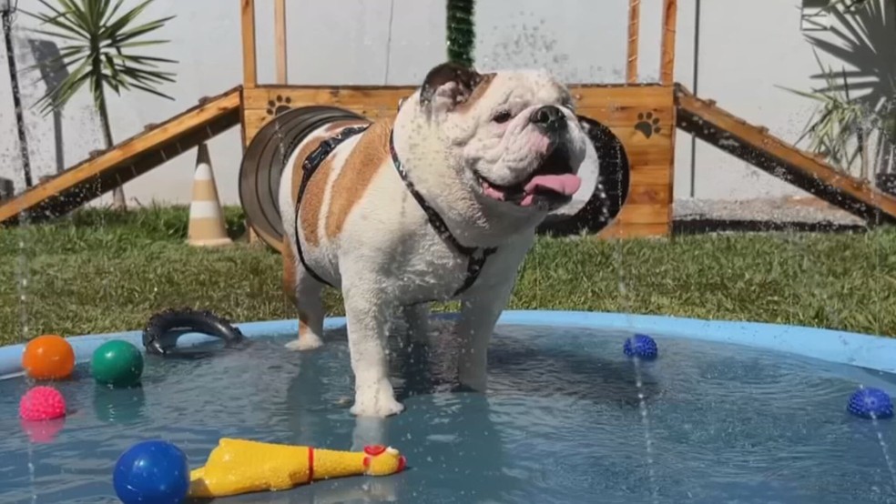 Tutores devem ficar atentos à exposição solar excessiva, principalmente em animais de pelagem branca e/ou escassa. — Foto: TV TEM/Reprodução