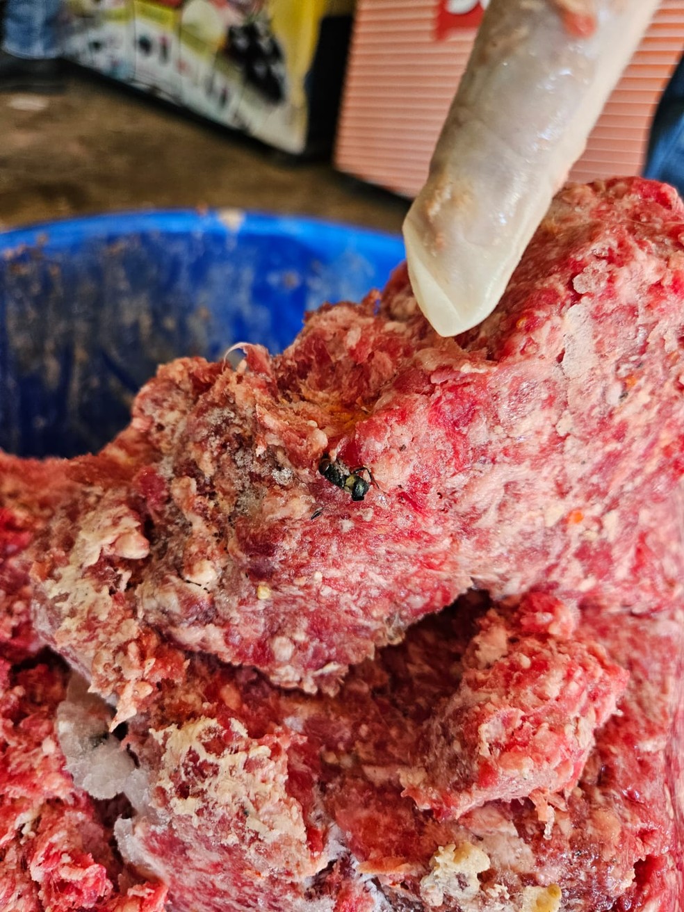 Mosca foi encontrada em carne moída — Foto: Divulgação/Vigilância Sanitária de Guaraí