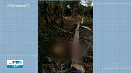 Homem morre esmagado quando tentava cortar árvore no interior do Tocantins