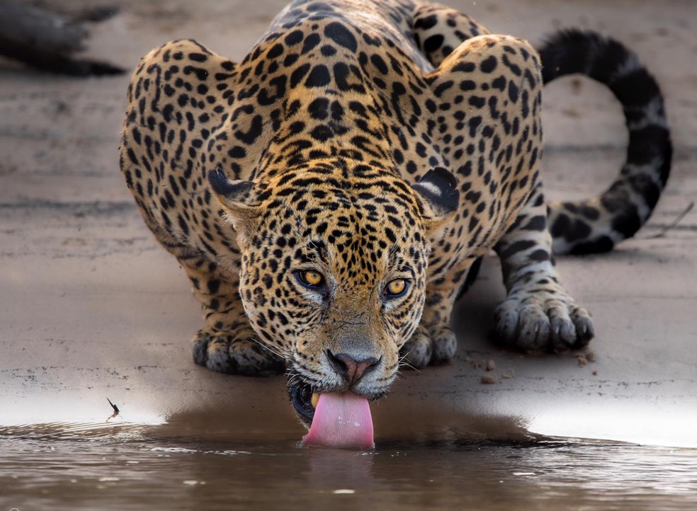 No Brasil, o bioma corresponde a uma área de mais de 150 mil km², e é a maior planície inundável do mundo — Foto: Gustavo Figueirôa/Arquivo Pessoal 