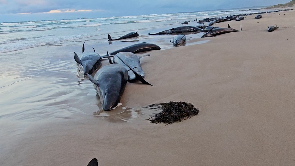 Baleias v&atilde;o ser sacrificadas na Tasm&acirc;mia &mdash; Foto: Jocelyn Flint/Reuters