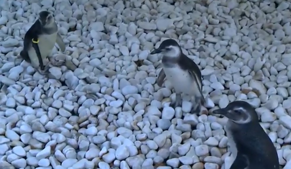 Pinguins encontrados no litoral do ES se recuperam no Ipram, em Cariacica, antes de voltar ao mar — Foto: Reprodução/TV Gazeta
