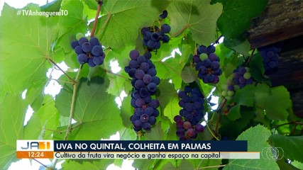 Moradores de Palmas apostam no cultivo de uva