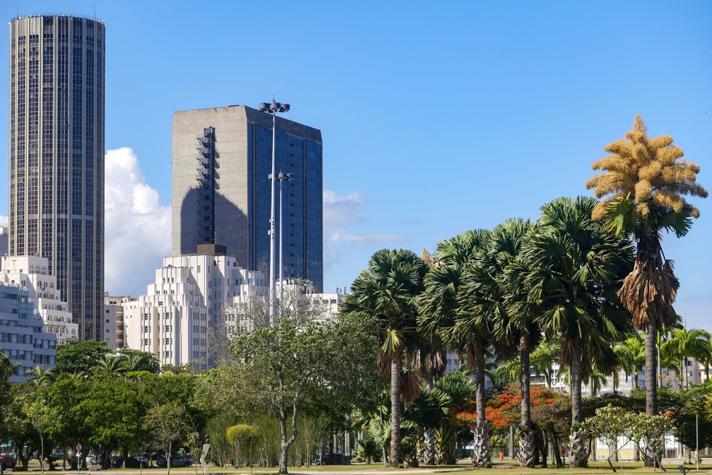 Floração da Talipot acontece uma única vez na vida das palmeiras. — Foto: Pedro Kirilos/Estadão Conteúdo