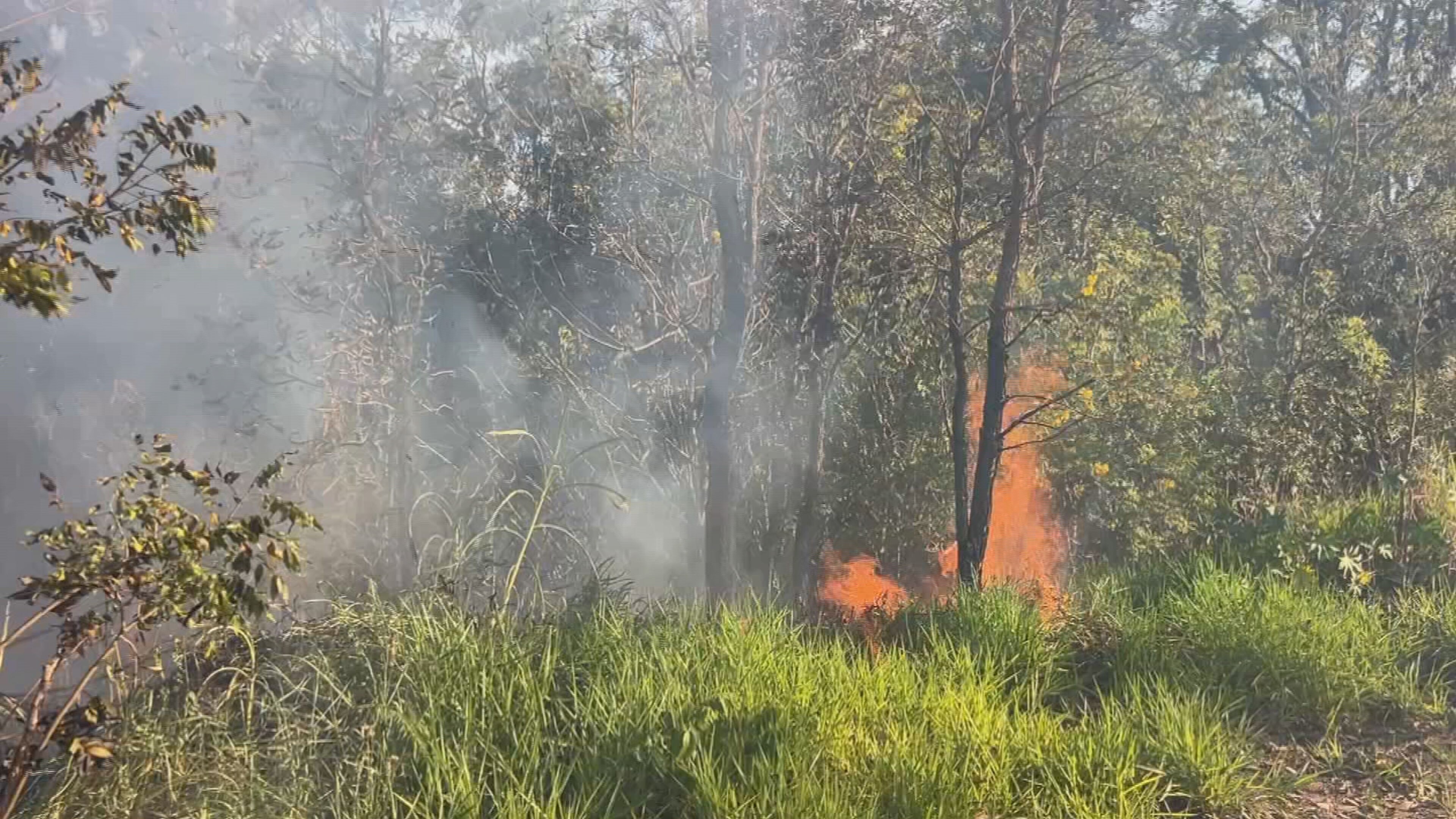 Incêndio destrói 50 mil m² de vegetação próxima ao Horto Florestal em Bauru