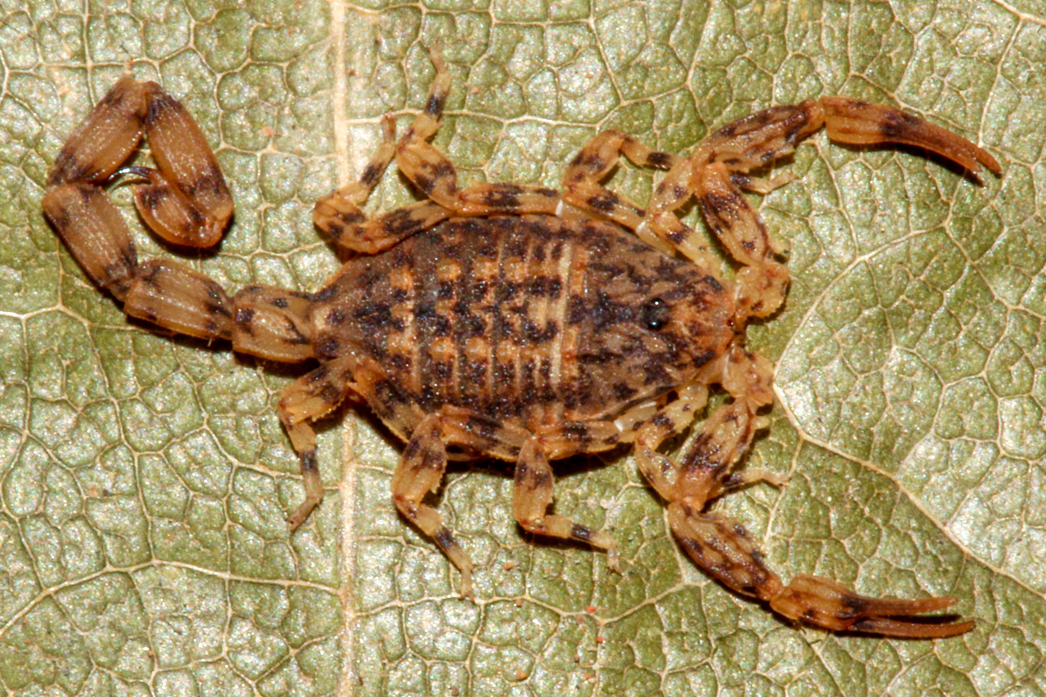 Com menos de 2 cm, novo escorpião amazônico é descoberto em Roraima; espécie é uma das menores do Brasil