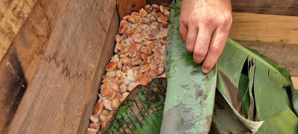 Processo patenteado utiliza uma combinação de técnicas para a separação dos nibs e tegumentos das amêndoas fermentadas de cupuaçu — Foto: Professor Eduardo Pacca Luna Mattar