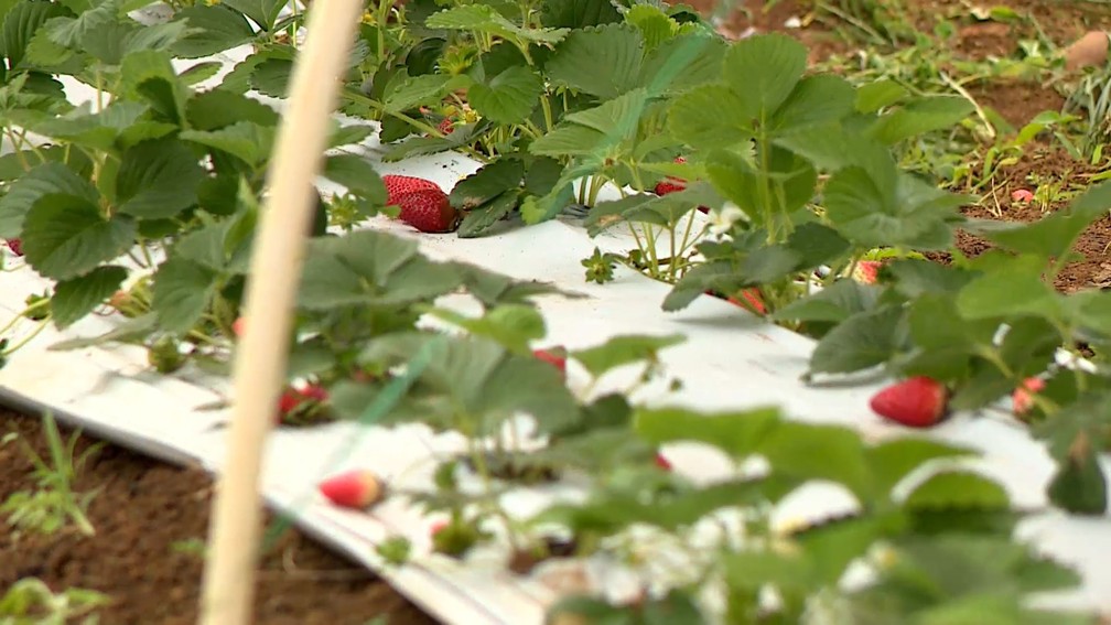 Produção de morangos em Colatina, ES. — Foto: Reprodução/TV Gazeta
