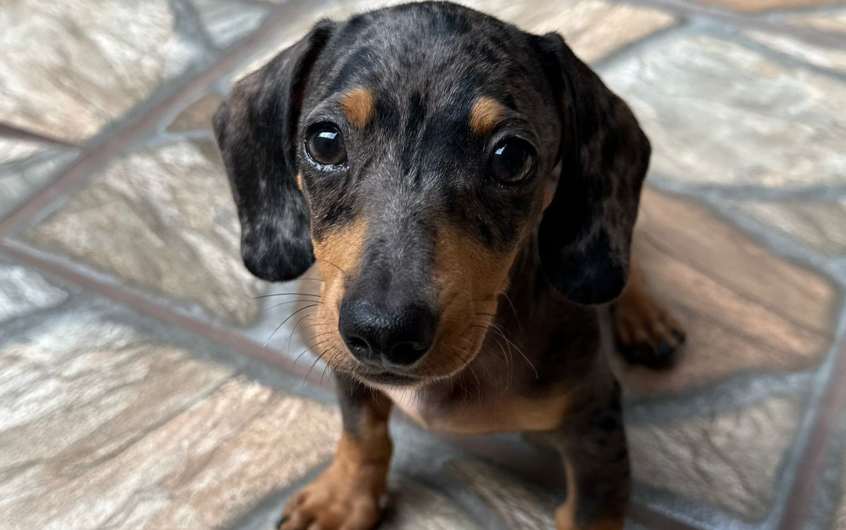 Família recupera cão levado da porta de casa em Ribeirão Preto, SP