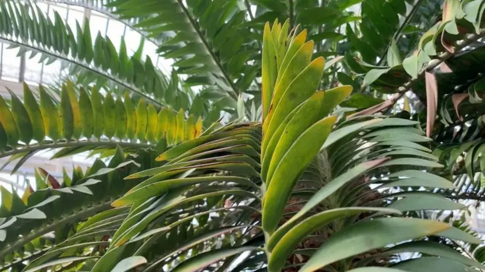 Esta espécie de planta é anterior ao aparecimento dos dinossauros. — Foto: Universidade de Southampton