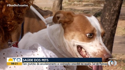 Mutirão de encoleiramento e vacinação de pets será realizado na região Sul de Palmas