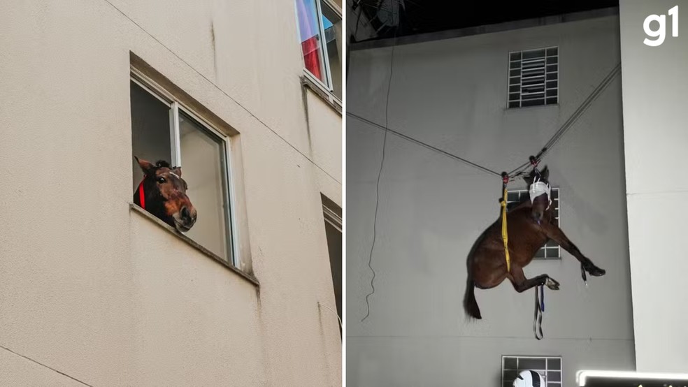 Égua isolada dentro de apartamento do 3º andar em prédio de São Leopoldo e depois resgatada pelos bombeiros — Foto: Pietro Oliveira/RBS TV