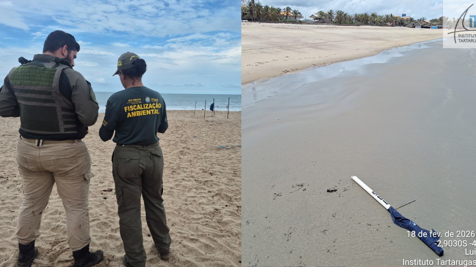 Ninhos de tartarugas são violados durante o carnaval no litoral do Piauí