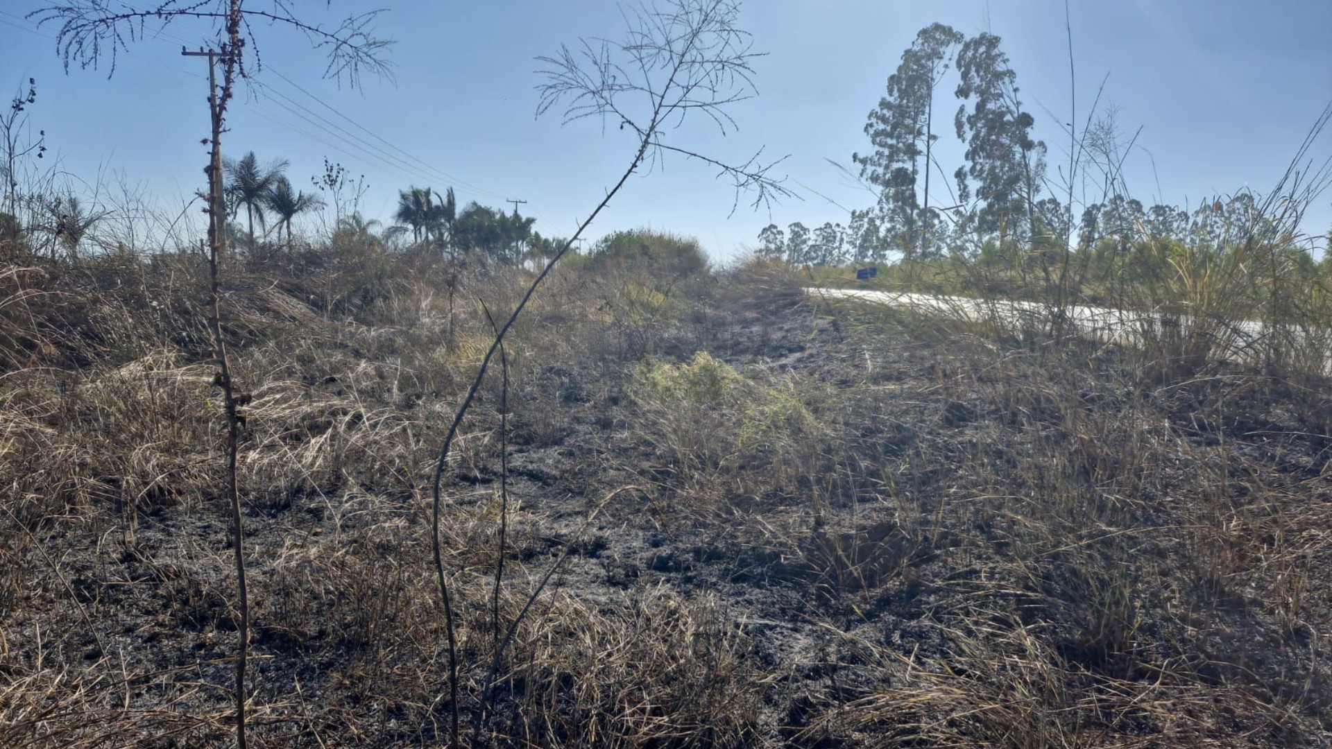 Incendiário é preso e multado em R$ 3 mil por colocar fogo em mata às margens da MG-230 em Patrocínio 