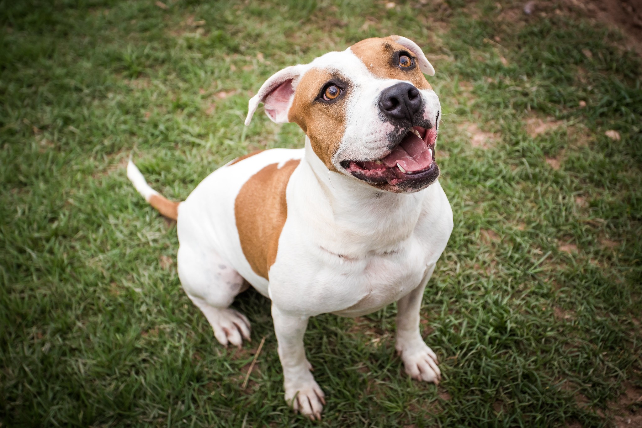 Capital terá primeiro Hospital Veterinário Municipal com atendimento gratuito