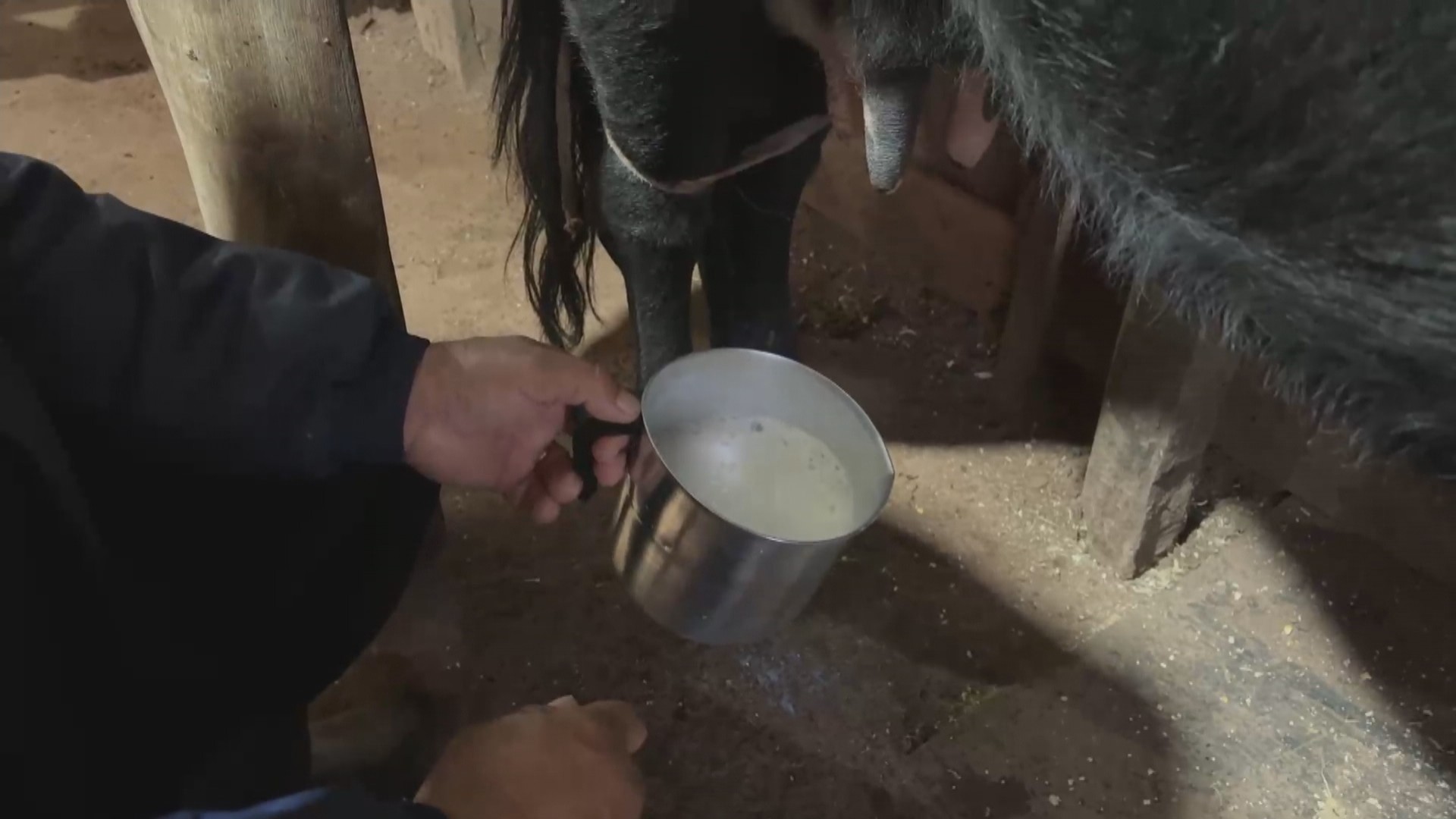 Turistas madrugam para ordenhar vacas e experimentar 'camargo', o 1º leite da vaca, em Cambará do Sul