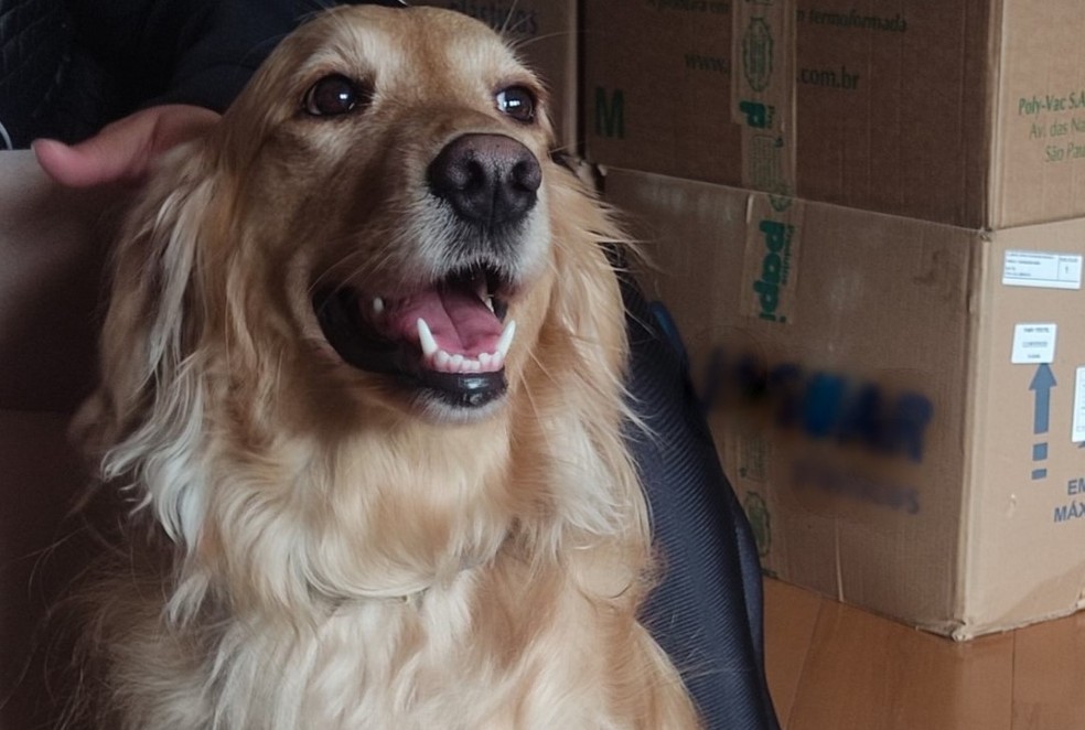 Cachorra da raça Golden foi levada por criminosos durante assalto na Zona Leste de SP — Foto: Arquivo Pessoal