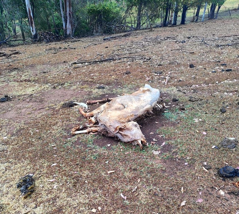 Idoso foi multado em R$ 18 mil, em Indiana (SP) — Foto: Polícia Rodoviária