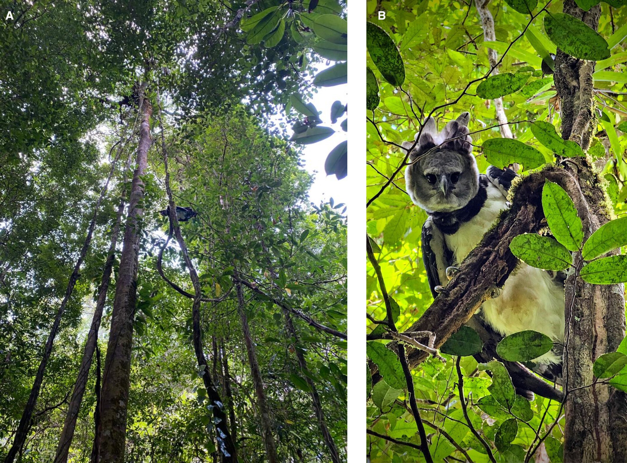 Ataque raro: harpia fere mulher em floresta na Guiana Francesa