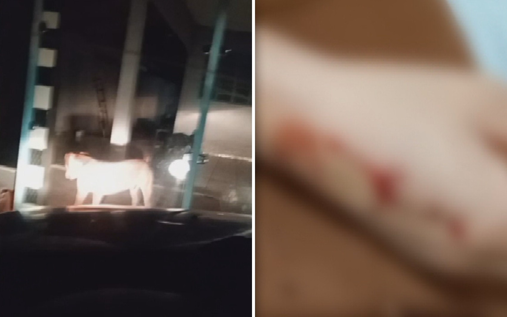 Casal e filhos precisam dormir dentro de carro após ataque de pit bull da família; vídeo