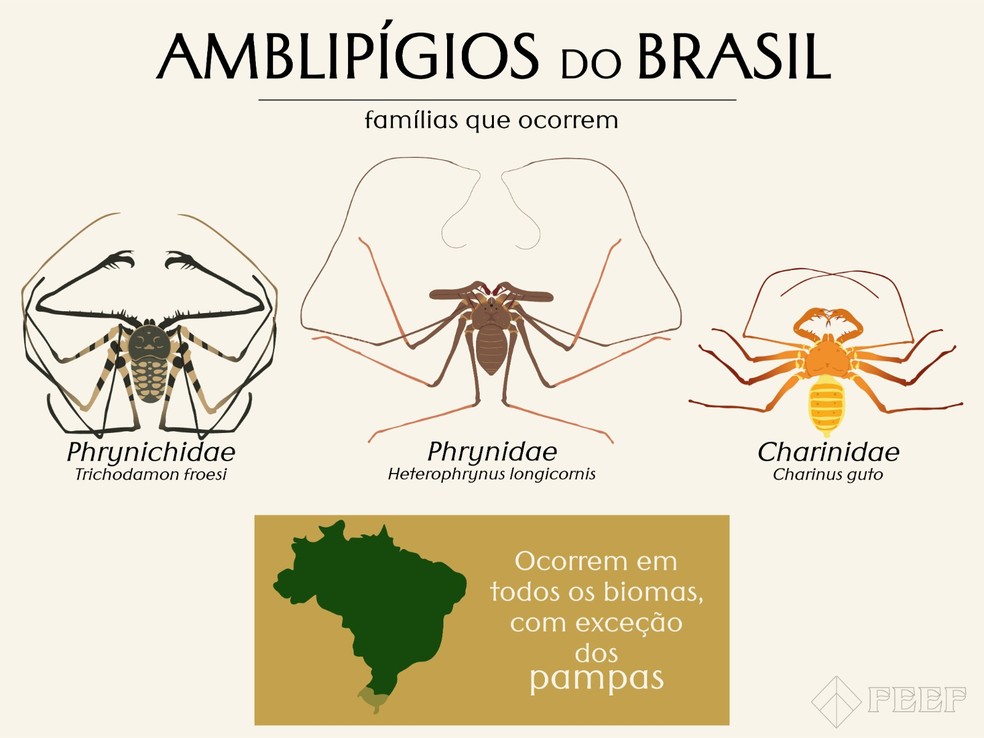 Brasil é casa para 29, das 200 espécies de amblipígios. — Foto: Fernando Daros